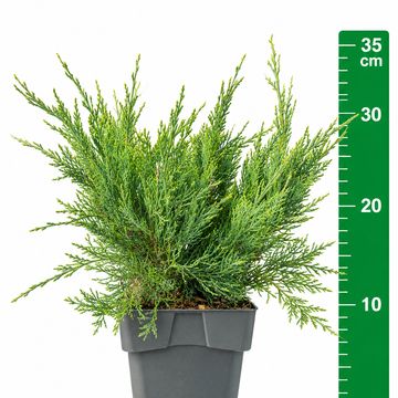 Juniperus virginiana 'Hetz'