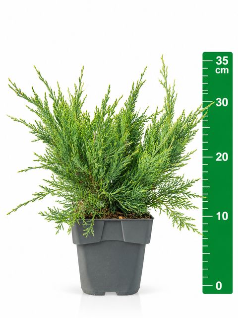 Juniperus virginiana 'Hetz'