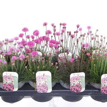 Armeria maritima MIX