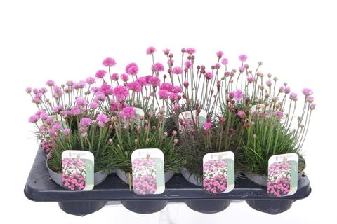 Armeria maritima MIX