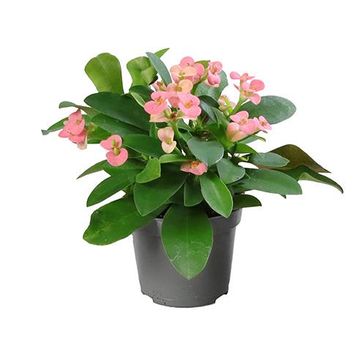 Euphorbia 'Rheia'