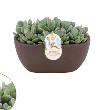 Pachyphytum glutinicaule