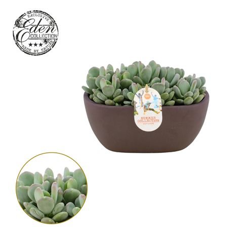 Pachyphytum glutinicaule