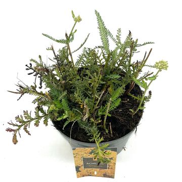 Achillea millefolium MILLY ROCK YELLOW TERRACOTTA