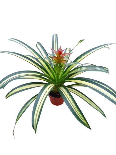 Guzmania 'Bianca'