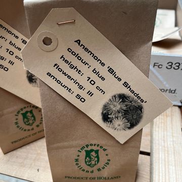 Anemone blanda 'Blue Shades'