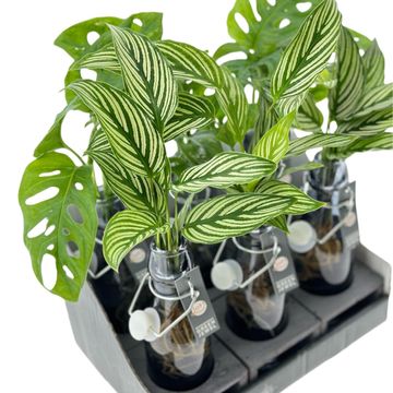 Arrangement Houseplants