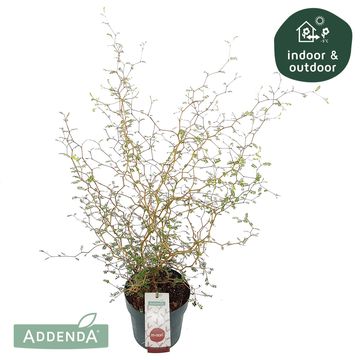 Sophora 'Little Baby'