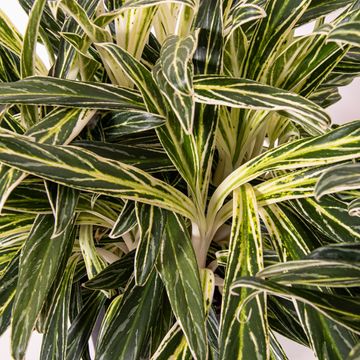 Аглаонема 'Zebra Feathers'