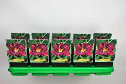 Гемерокалис 'Purplelicious'