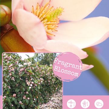 Magnolia FAIRY MAGNOLIA BLUSH