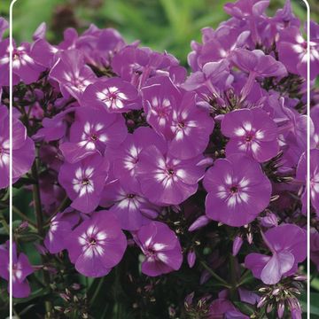 Phlox 'Purple Kiss'