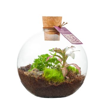 Arrangement Terrarium