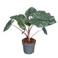 Alocasia 'Yucatan Princess'