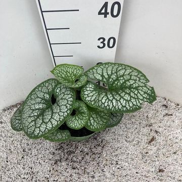 Brunnera macrophylla 'Sea Heart'