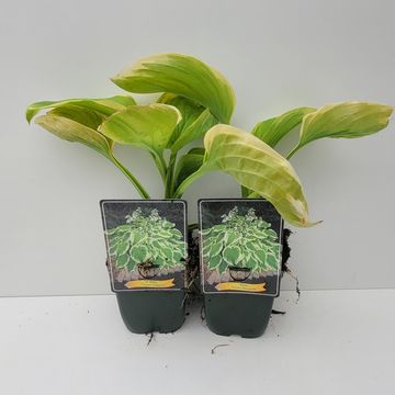 Hosta 'Фрозен Маргарита'