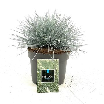 Festuca glauca 'Elijah Blue'