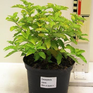 Caryopteris x clandonensis 'Lisaura'