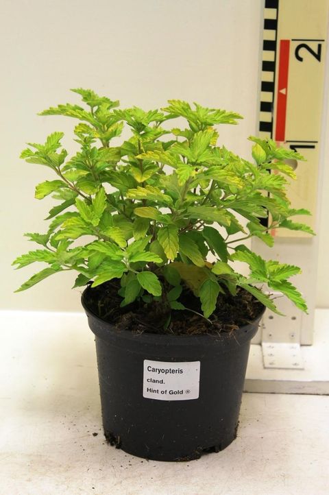 Caryopteris x clandonensis 'Lisaura'