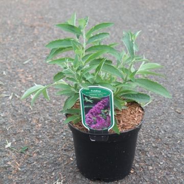 Buddleja FREE PETITE TUTTI FRUITTI