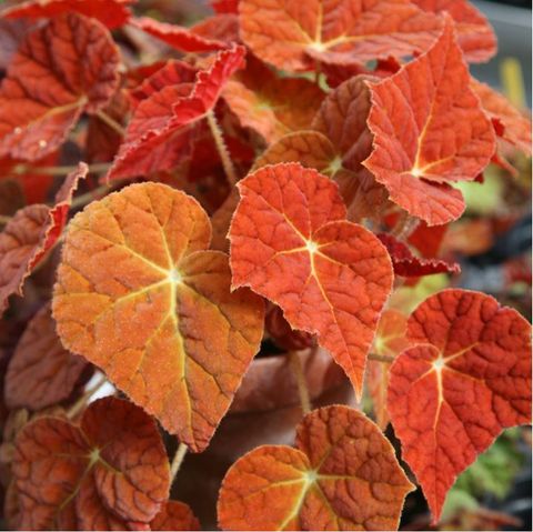 Begonia 'Autumn Ember'