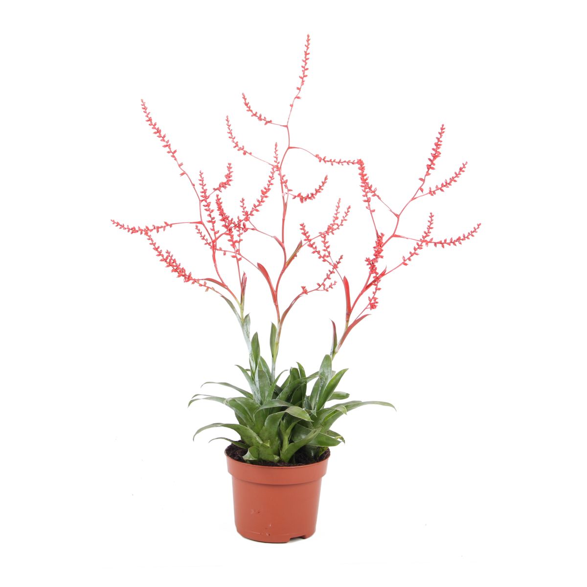 Catopsis morreniana — Plant Wholesale FlorAccess