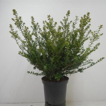 Ilex crenata 'Convexa'
