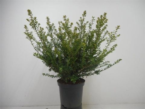 Ilex crenata 'Convexa'