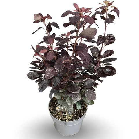 Cotinus coggygria 'Royal Purple'