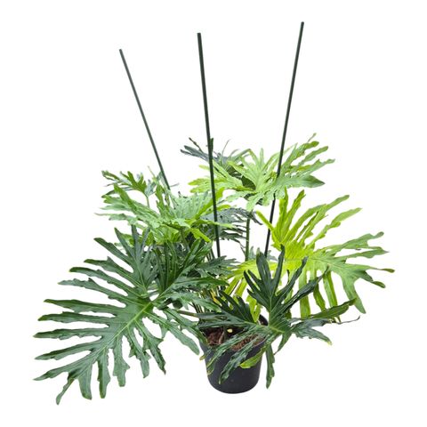 Philodendron selloum