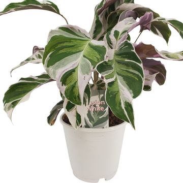 Calathea 'White Fusion'