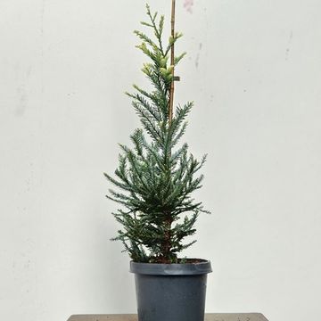 Sequoia sempervirens 'Adpressa'