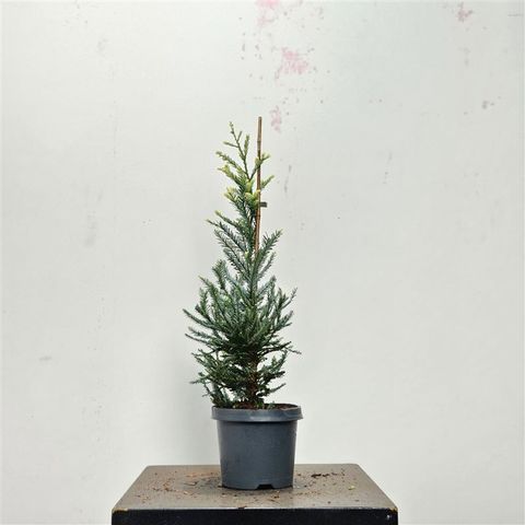 Sequoia sempervirens 'Adpressa'