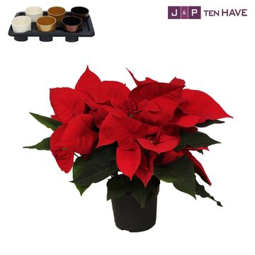 Euphorbia pulcherrima PREMIUM RED