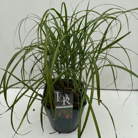 Miscanthus sinensis 'Фламинго'