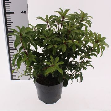 Pieris japonica 'Red Mountain'