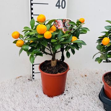 x Citrofortunella microcarpa