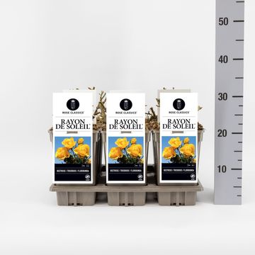 Rosa RAYON DE SOLEIL