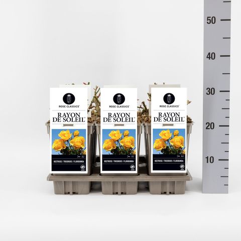 Rosa RAYON DE SOLEIL