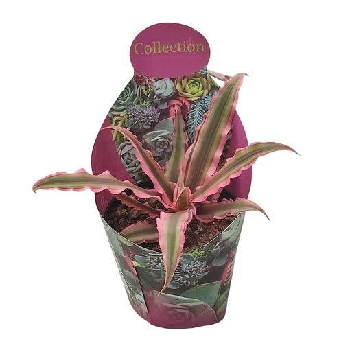 Cryptanthus bivittatus 'Pink Starlite'