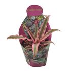 Cryptanthus bivittatus 'Pink Starlite'