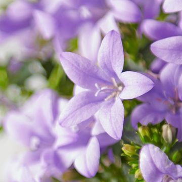 Campanula ADDENDA MIX