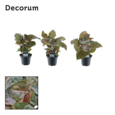 Syngonium podophyllum 'Maria'