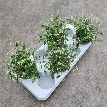 Euphorbia hypericifolia DIAMOND FROST