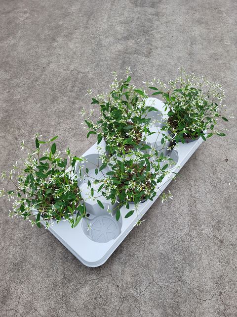 Euphorbia hypericifolia DIAMOND FROST