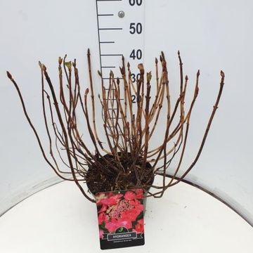 Hydrangea macrophylla 'Rotkehlchen'