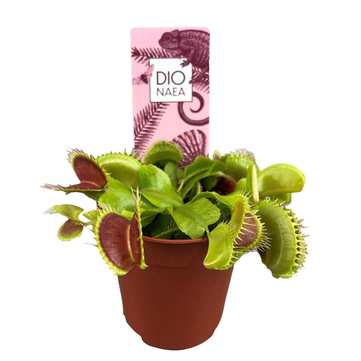 Dionaea muscipula — Plant Wholesale FlorAccess