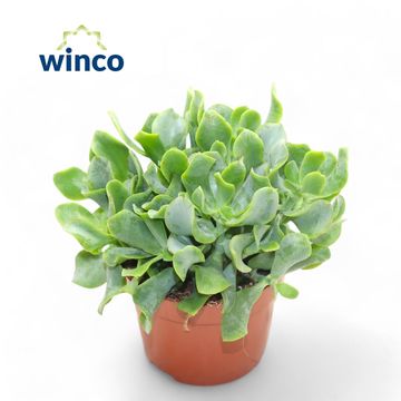 Crassula arborescens undilatifolia