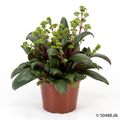 Crassula orbicularis