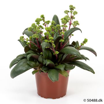 Crassula orbicularis